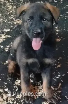 AKC ZELDA  – German Shepherd Dog puppy for sale in Honey Grove, TX