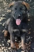 AKC ZELDA , a female German Shepherd Dog for sale in Honey Grove, TX – 1 of 6