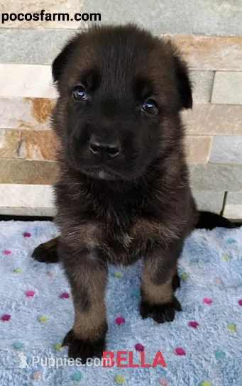 AKC BELLA – German Shepherd Dog puppy for sale in Honey Grove, TX