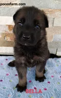 AKC BELLA, a female German Shepherd Dog for sale in Honey Grove, TX – 1 of 3