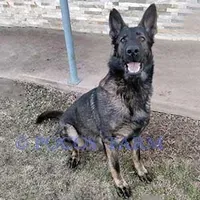 AKC OTIS , a male German Shepherd Dog for sale in Honey Grove, TX – 2 of 3
