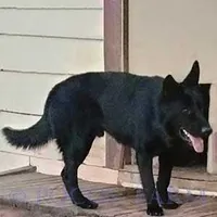 AKC OTIS , a male German Shepherd Dog for sale in Honey Grove, TX – 3 of 3