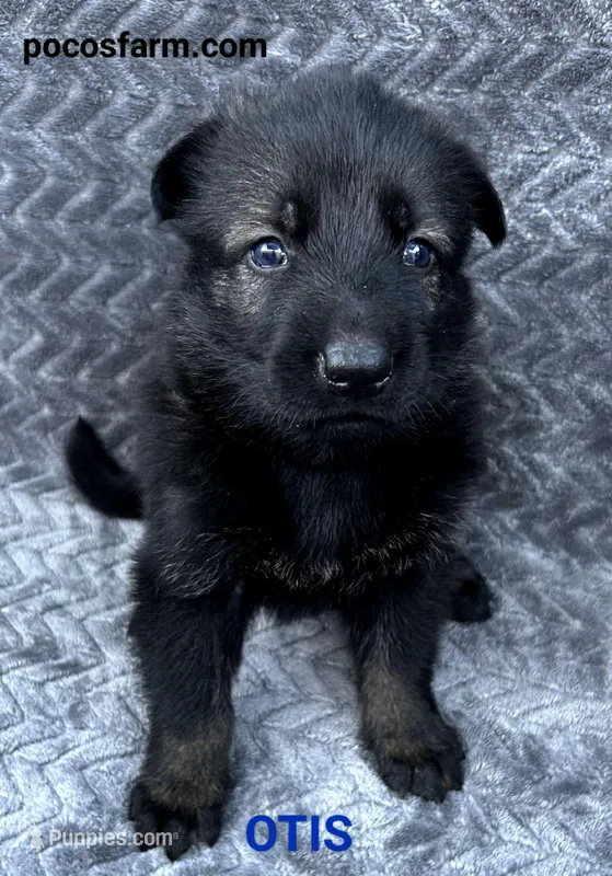 AKC OTIS  – German Shepherd Dog puppy for sale in Honey Grove, TX