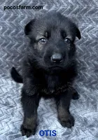 AKC OTIS , a male German Shepherd Dog for sale in Honey Grove, TX – 1 of 3