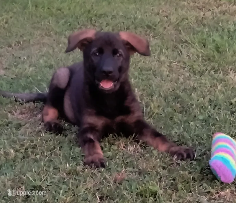 AKC ABBY  – German Shepherd Dog puppy for sale in Honey Grove, TX