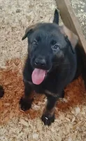 AKC ZELDA , a female German Shepherd Dog for sale in Honey Grove, TX – 2 of 6