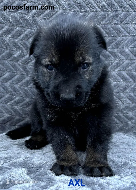 AKC AXL  – German Shepherd Dog puppy for sale in Honey Grove, TX