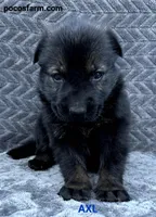 AKC AXL , a male German Shepherd Dog for sale in Honey Grove, TX – 1 of 3
