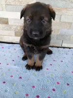AKC ZELDA , a female German Shepherd Dog for sale in Honey Grove, TX – 4 of 6