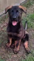 AKC ABBY , a female German Shepherd Dog for sale in Honey Grove, TX – 3 of 7