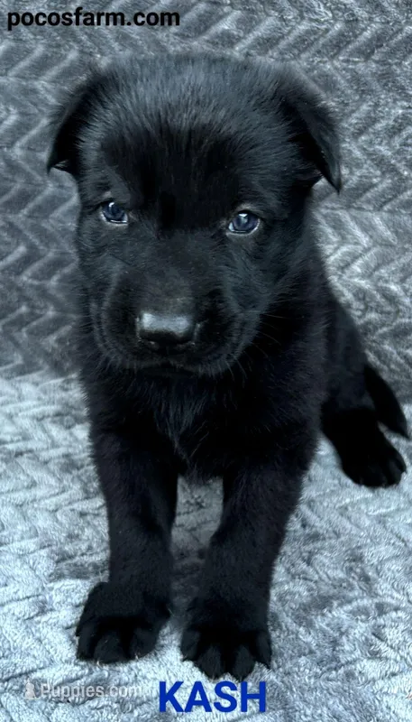 AKC KASH – German Shepherd Dog puppy for sale in Honey Grove, TX