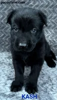 AKC KASH, a male German Shepherd Dog for sale in Honey Grove, TX – 1 of 3