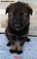 AKC ZELDA, a female German Shepherd Dog for sale in Honey Grove, TX – 1 of 4
