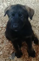 AKC ZELDA , a female German Shepherd Dog for sale in Honey Grove, TX – 3 of 6
