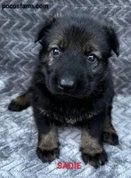 AKC SADIE, a female German Shepherd Dog for sale in Honey Grove, TX – 1 of 3