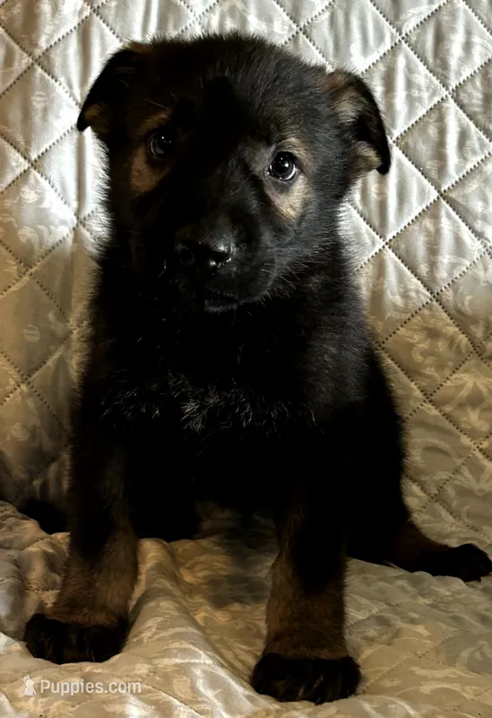 AKC OTIS  – German Shepherd Dog puppy on hold in Honey Grove, TX