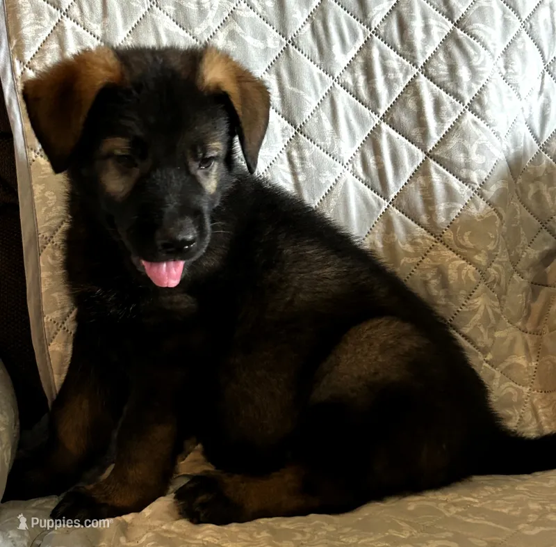 AKC OTTO – German Shepherd Dog puppy for sale in Honey Grove, TX
