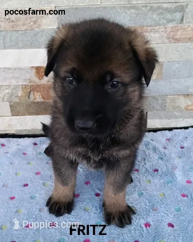 AKC FRITZ – German Shepherd Dog puppy for sale in Honey Grove, TX