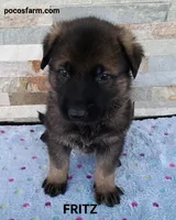 AKC FRITZ, a male German Shepherd Dog for sale in Honey Grove, TX – 1 of 4