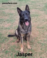 AKC ABBY , a female German Shepherd Dog for sale in Honey Grove, TX – 3 of 3