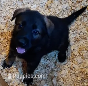 AKC OTTO – German Shepherd Dog puppy for sale in Honey Grove, TX