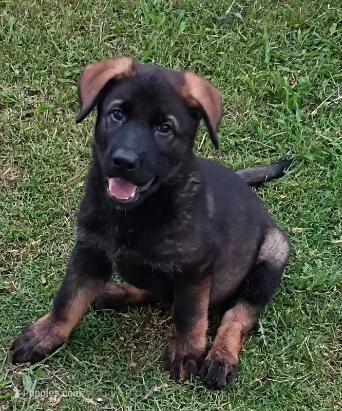 AKC ZELDA  – German Shepherd Dog puppy for sale in Honey Grove, TX