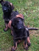 AKC ABBY , a female German Shepherd Dog for sale in Honey Grove, TX – 4 of 7