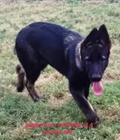 AKC LEXI, a female German Shepherd Dog for sale in Honey Grove, TX – 4 of 4