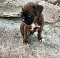 AKC Brock, a male Boxer for sale in Bradford, OH – 2 of 6
