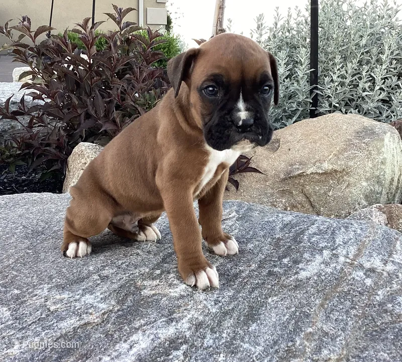 AKC Blake – Boxer puppy for sale in Bradford, OH