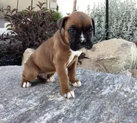 AKC Blake, a male Boxer for sale in Bradford, OH – 4 of 5