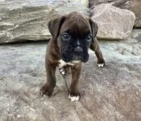 AKC Brock, a male Boxer for sale in Bradford, OH – 6 of 6