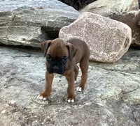 AKC Baron, a male Boxer for sale in Bradford, OH – 4 of 5