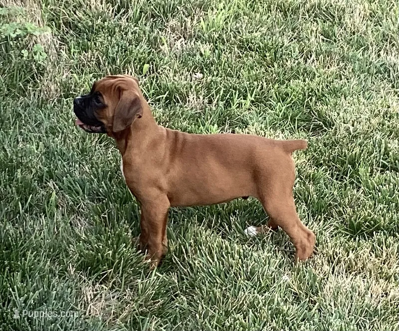 AKC Baron – Boxer puppy for sale in Bradford, OH