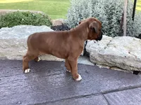 AKC Blake, a male Boxer for sale in Bradford, OH – 5 of 5