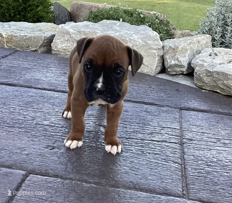 AKC Blake – Boxer puppy for sale in Bradford, OH