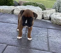 AKC Blake, a male Boxer for sale in Bradford, OH – 1 of 5