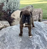 AKC Brock, a male Boxer for sale in Bradford, OH – 3 of 6