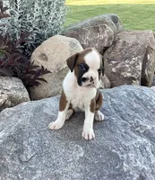 AKC Breese, a female Boxer for sale in Bradford, OH – 3 of 5