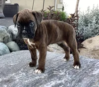 AKC Brock, a male Boxer for sale in Bradford, OH – 5 of 6