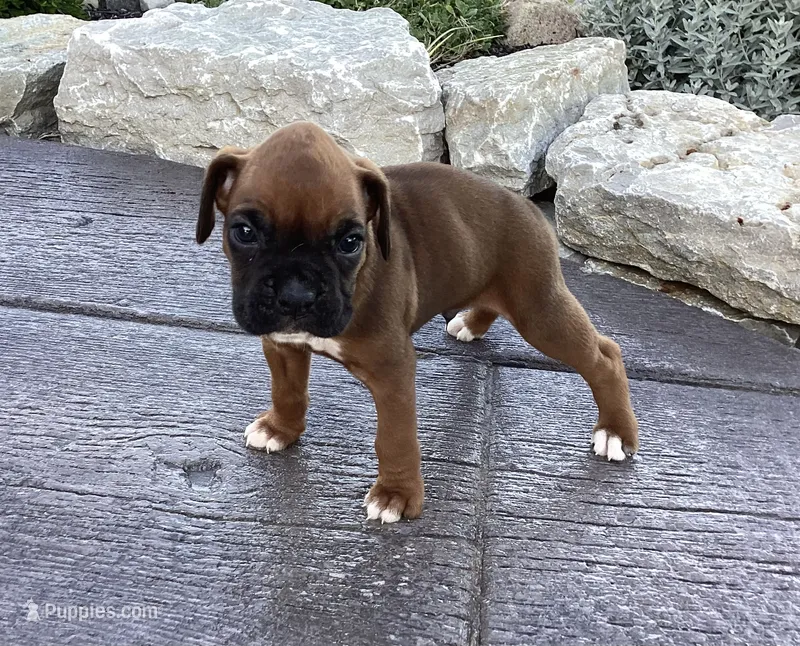 AKC Baron – Boxer puppy for sale in Bradford, OH