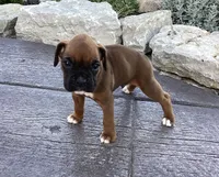 AKC Baron, a male Boxer for sale in Bradford, OH – 2 of 5