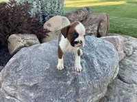 AKC Breese, a female Boxer for sale in Bradford, OH – 5 of 5