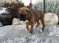 AKC Baron, a male Boxer for sale in Bradford, OH – 5 of 5