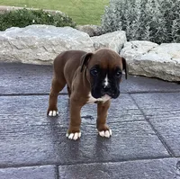 AKC Blake, a male Boxer for sale in Bradford, OH – 2 of 5