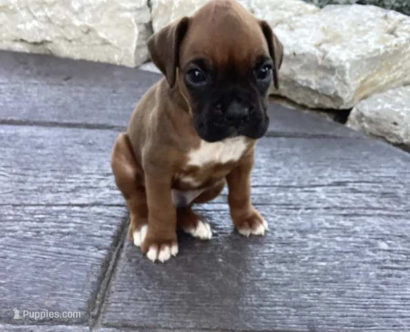 AKC Baron – Boxer puppy for sale in Bradford, OH