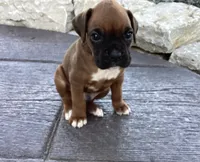 AKC Baron, a male Boxer for sale in Bradford, OH – 3 of 5