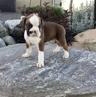 AKC Breese, a female Boxer for sale in Bradford, OH – 4 of 5