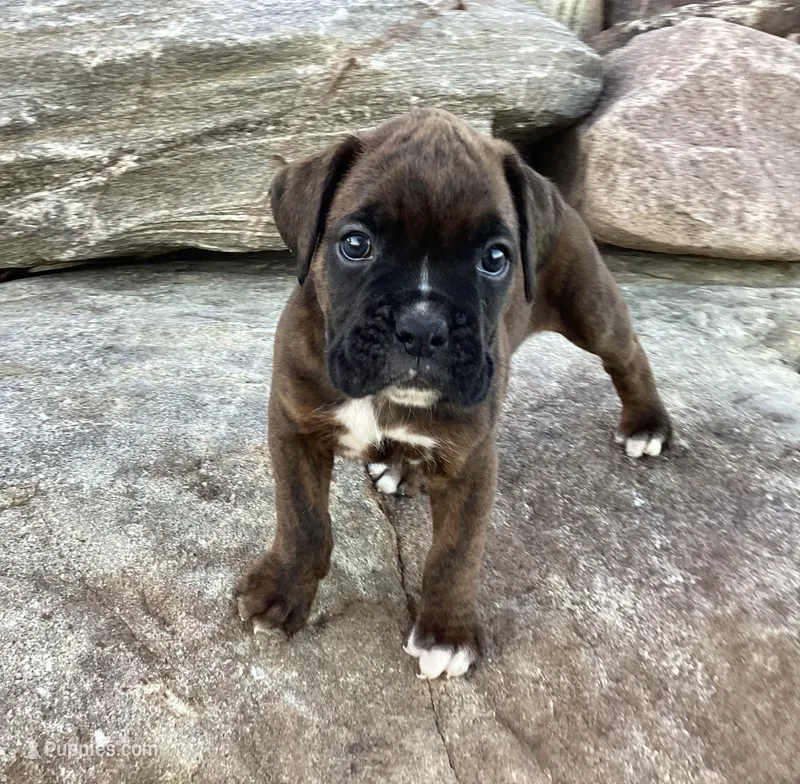 AKC Brock – Boxer puppy for sale in Bradford, OH