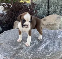 AKC Breese, a female Boxer for sale in Bradford, OH – 2 of 5